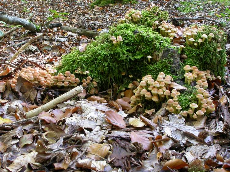 Hypholoma fasciculare Bild 1