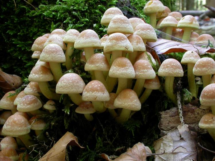 Hypholoma fasciculare Bild 2