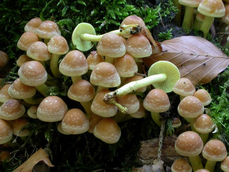 Hypholoma fasciculare Bild 3
