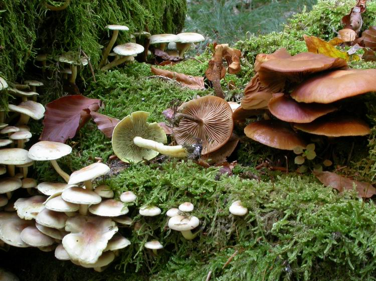 Hypholoma fasciculare Bild 4