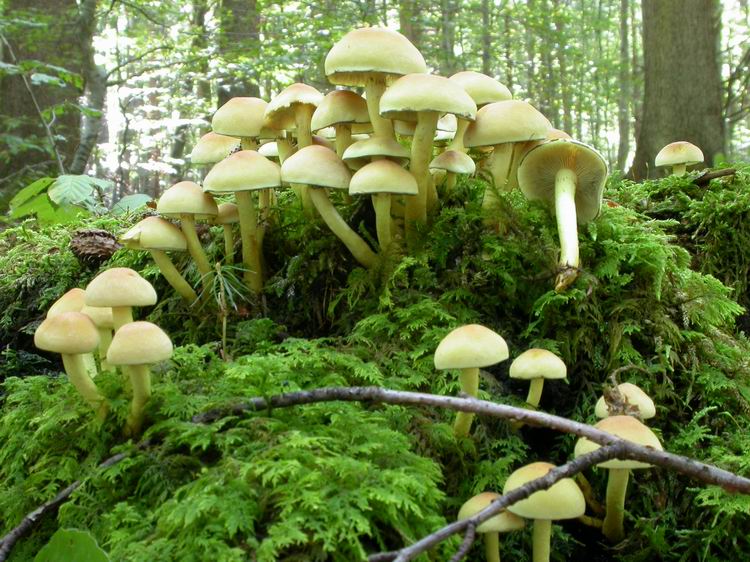 Hypholoma fasciculare Bild 5
