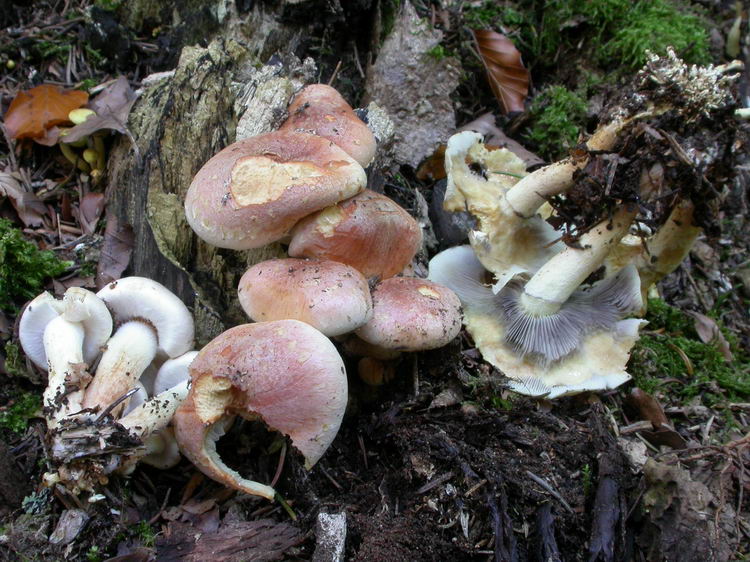 Hypholoma lateritium Bild 1