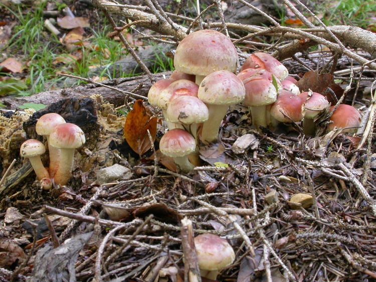 Hypholoma lateritium Bild 2