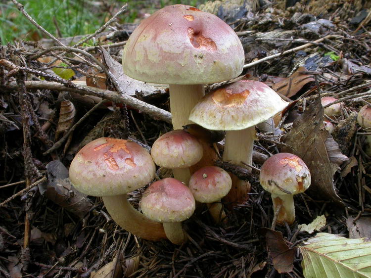 Hypholoma lateritium Bild 3