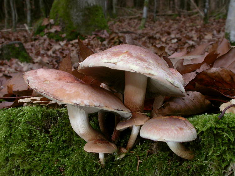 Hypholoma lateritium Bild 4