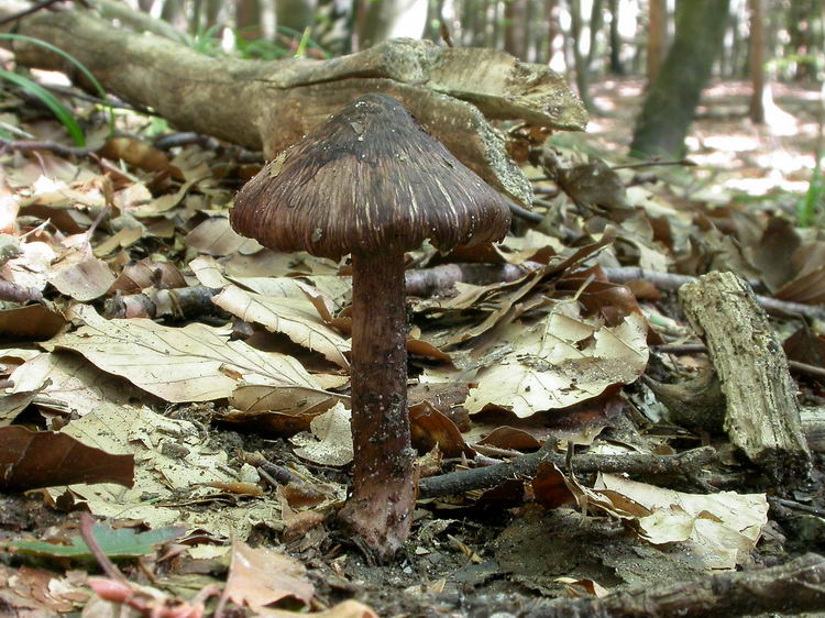 inocybe adaequata Bild 1