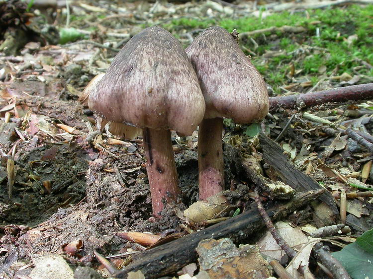 inocybe adaequata Bild 2