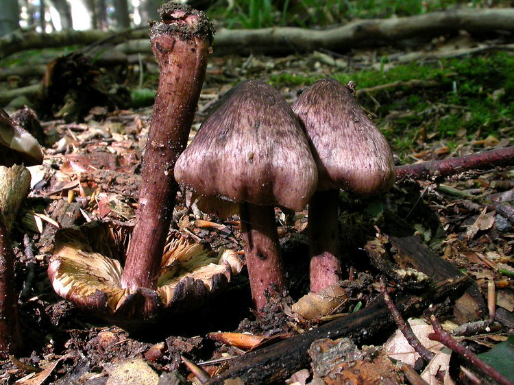 inocybe adaequata Bild 3