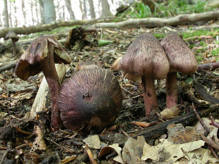 inocybe adaequata Bild 4