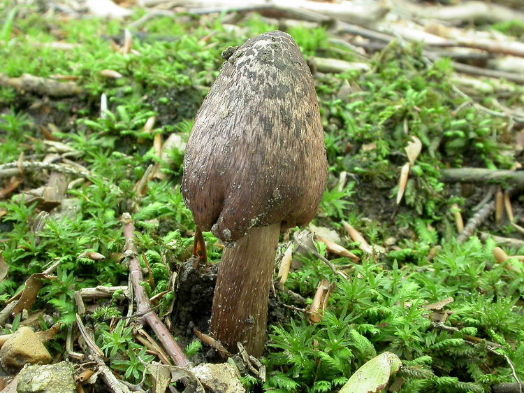 inocybe adaequata Bild 5