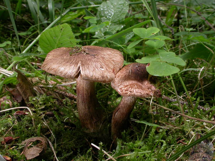 Inocybe bongardii var. bongardii Bild 1