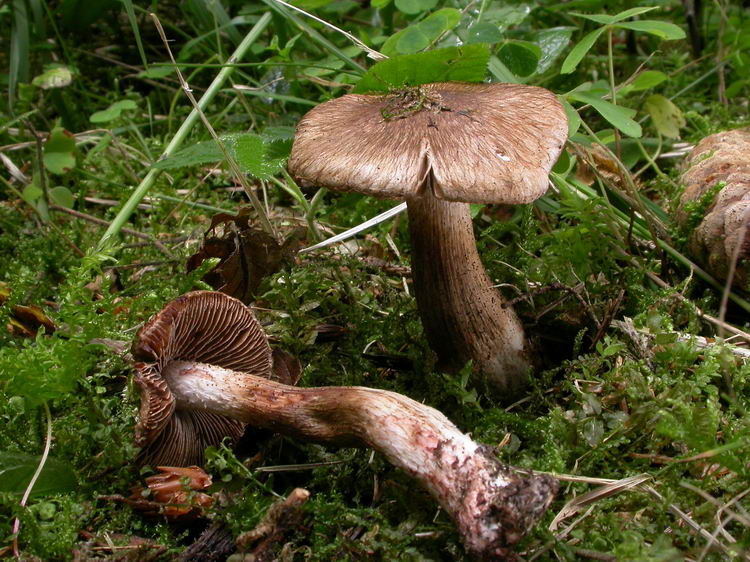 Inocybe bongardii var. bongardii Bild 2