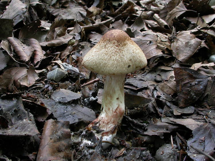 Inocybe bongardii var. bongardii Bild 1