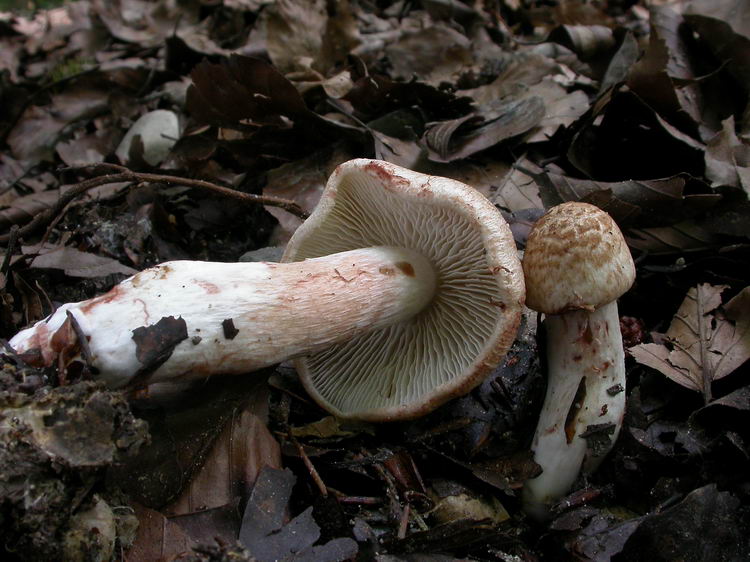 Inocybe bongardii var. bongardii Bild 4