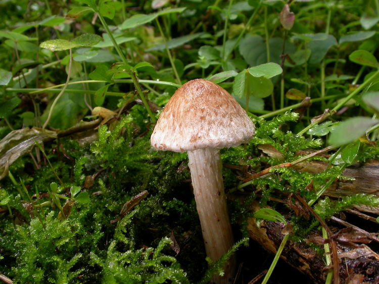 Inocybe bongardii var. bongardii Bild 5