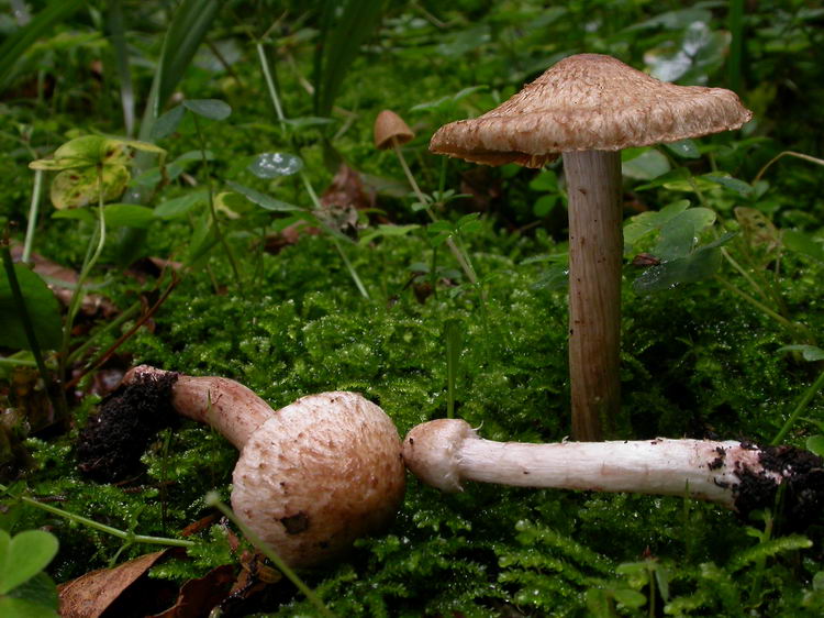 Inocybe bongardii var. bongardii Bild 6