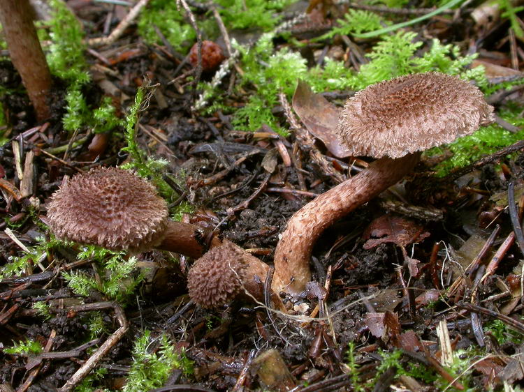 Inocybe cincinnata var. major Bild 1
