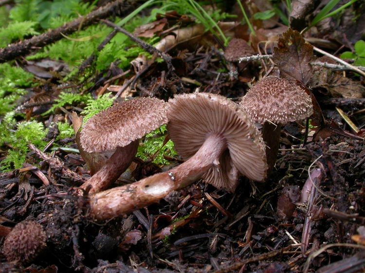 Inocybe cincinnata var. major Bild 2