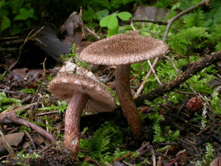 Inocybe cincinnata var. major Bild 1