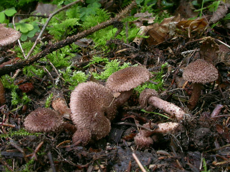 Inocybe cincinnata var. major Bild 4