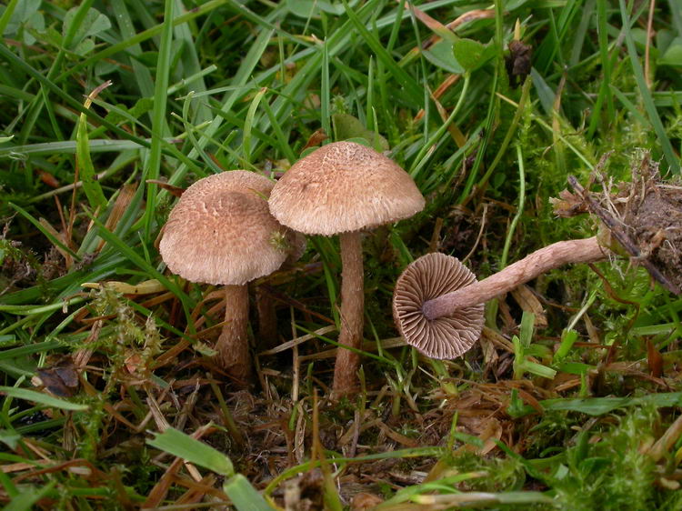 Inocybe cincinnata var. major Bild 5
