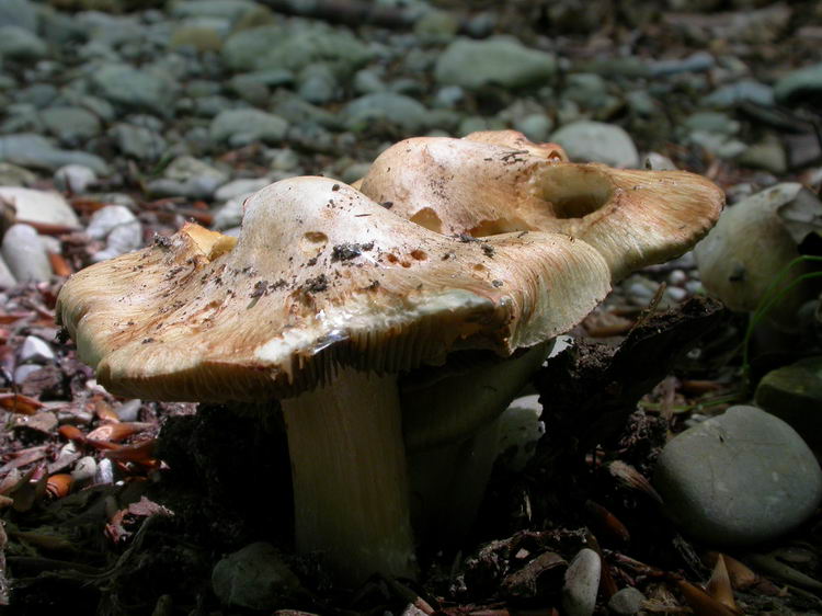 inocybe erubescens Bild 1