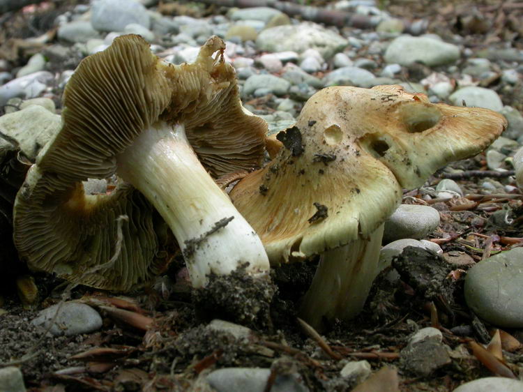 inocybe erubescens Bild 2
