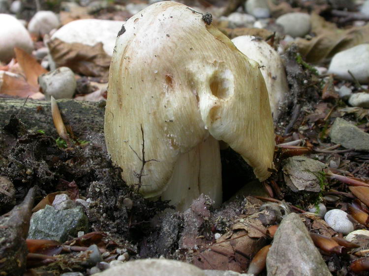 inocybe erubescens Bild 3