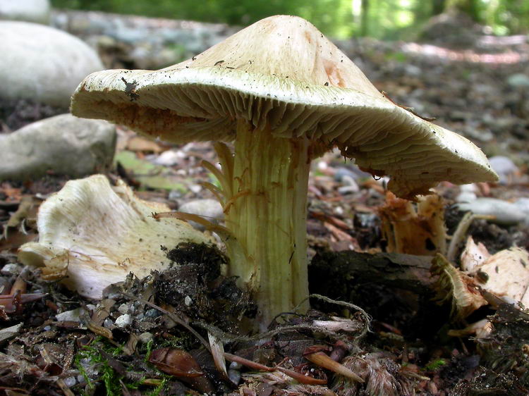inocybe erubescens Bild 4
