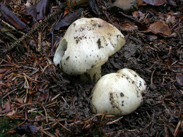 Inocybe fibrosa Bild 1