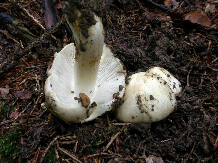 Inocybe fibrosa Bild 2