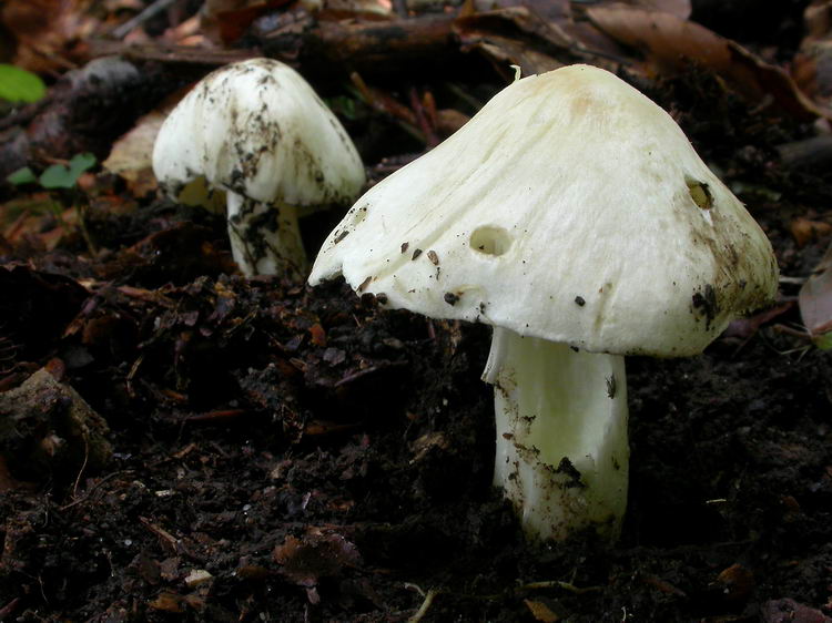Inocybe fibrosa Bild 1