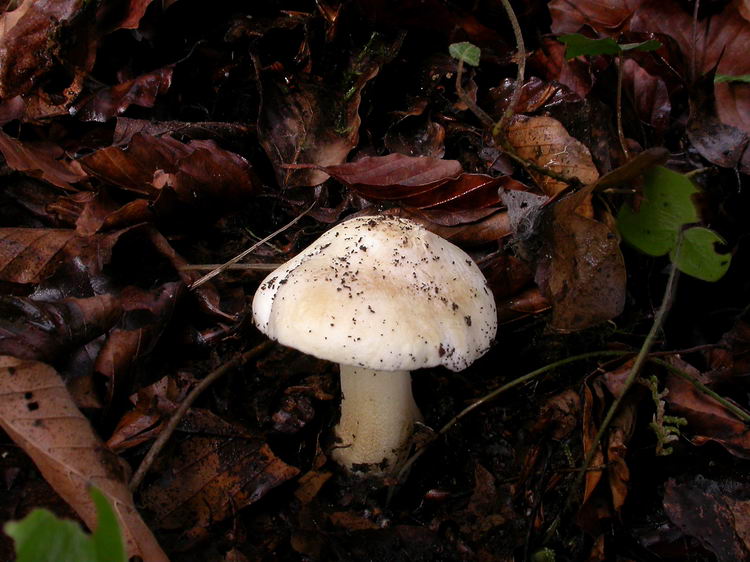 Inocybe fibrosa Bild 4