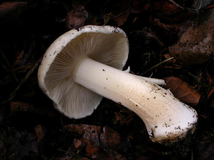 Inocybe fibrosa Bild 5