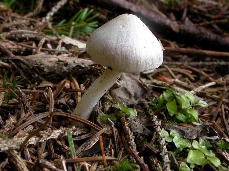 inocybe geophylla Bild 1