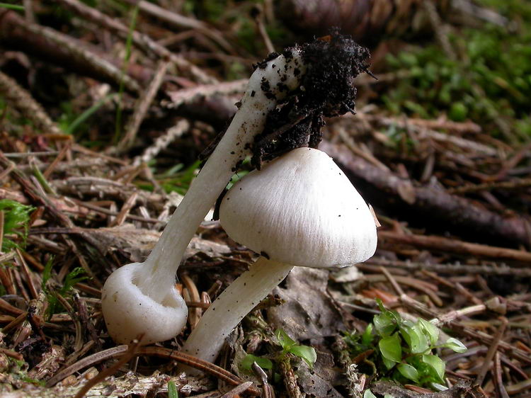 inocybe geophylla Bild 2