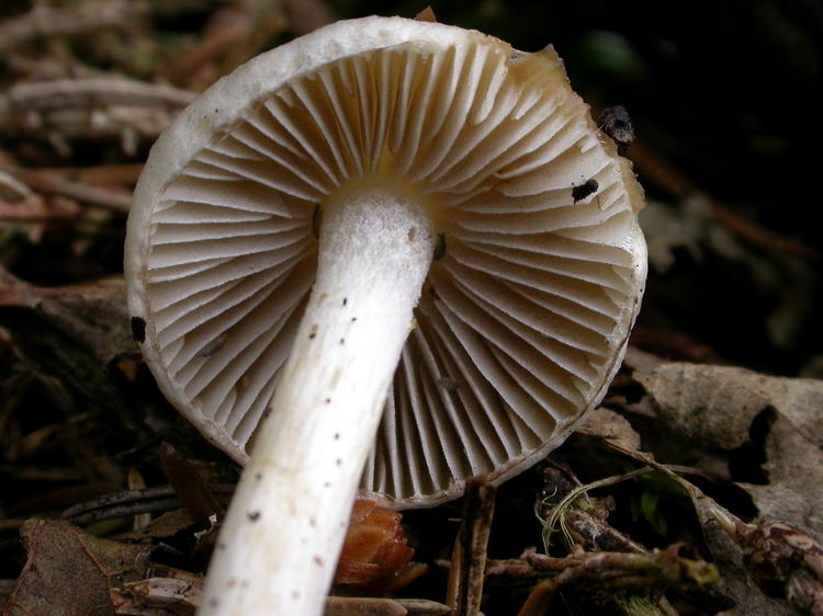inocybe geophylla Bild 3