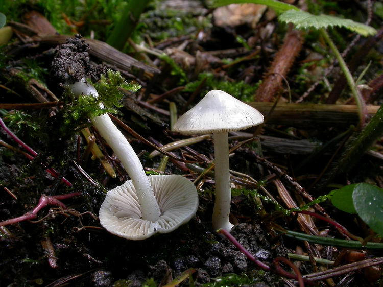 inocybe geophylla Bild 4