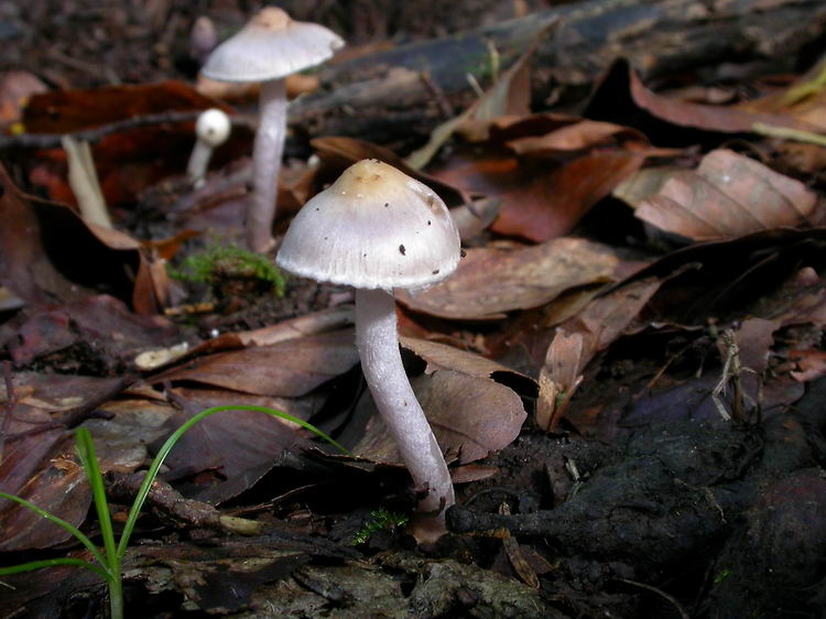 inocybe geophyllalilacina Bild 1