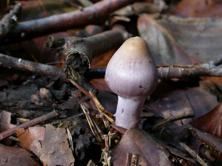 inocybe geophyllalilacina Bild 3