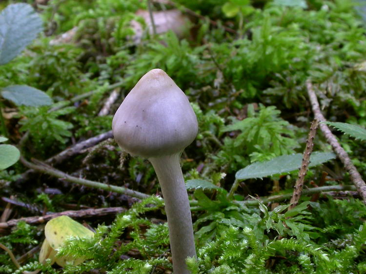 inocybe geophyllalilacina Bild 4