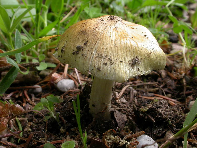 inocybe rimosa Bild 1