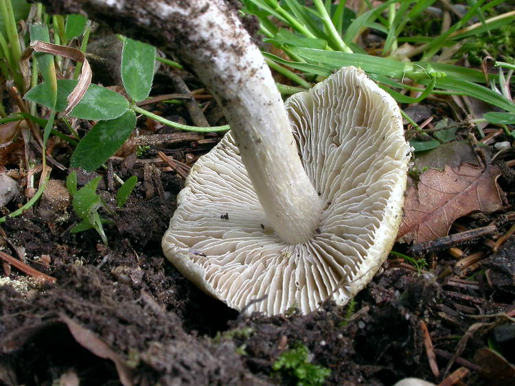 inocybe rimosa Bild 2