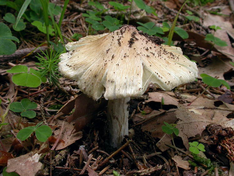 inocybe rimosa Bild 3