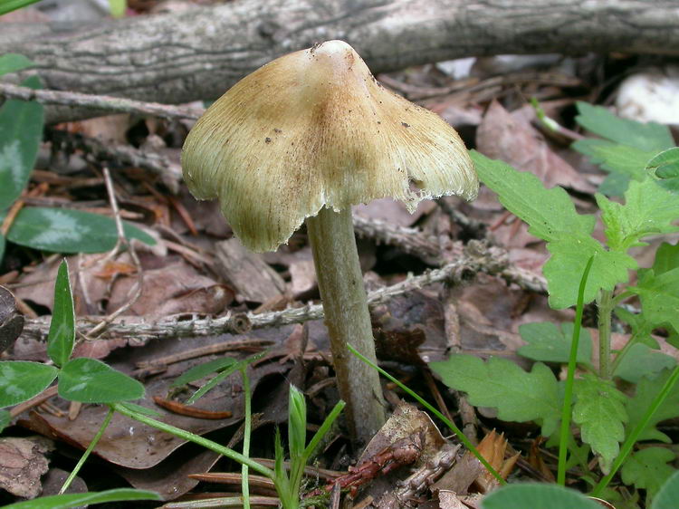 inocybe rimosa Bild 4