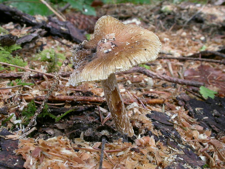 inocybe rimosa Bild 5