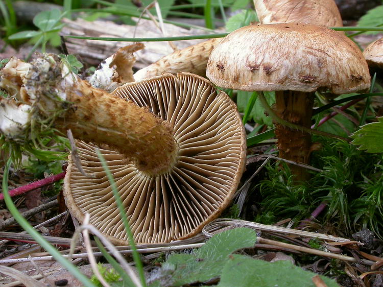 inocybe terrigena Bild 2