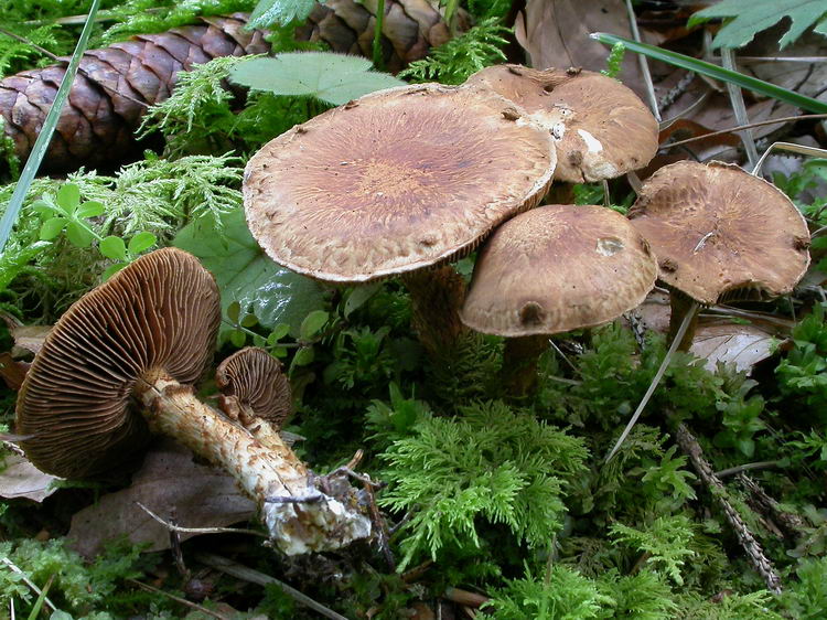 inocybe terrigena Bild 3