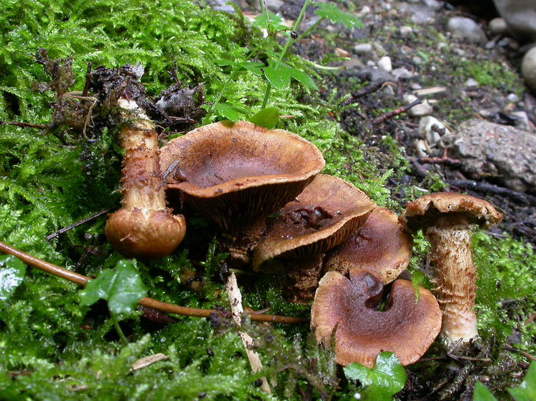inocybe terrigena Bild 4