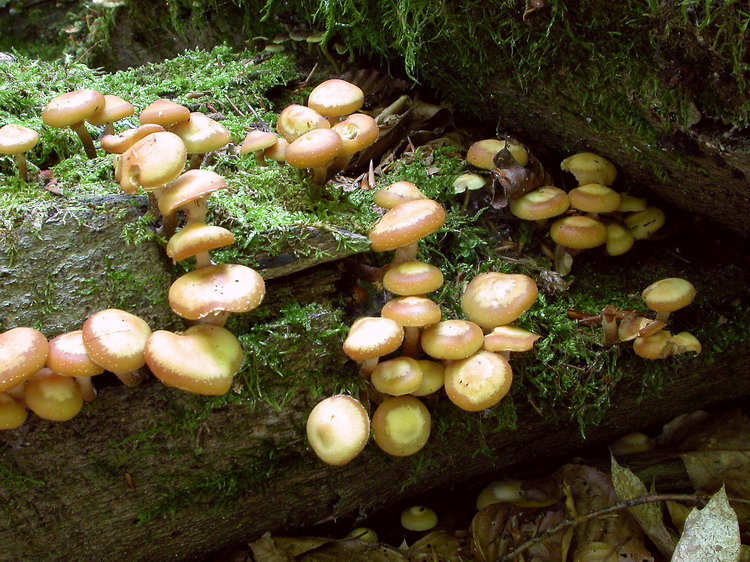 Kuehneromyces mutabilis Bild 2
